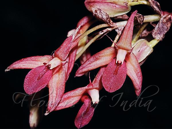 Tongue Orchid